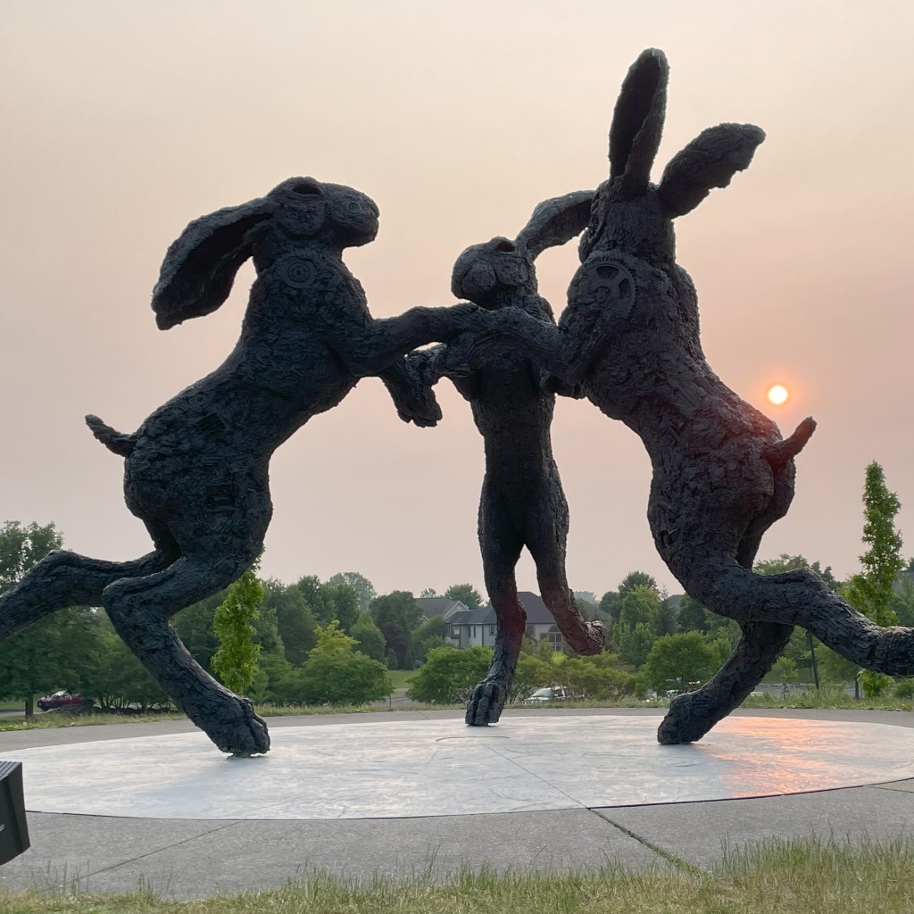 Ballantrae Park Bunnies